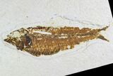 Fossil Fish Plate (Knightia) - Wyoming #108313-1